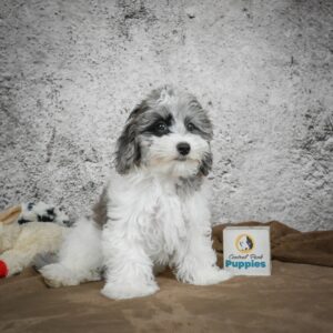 Toy Australian Shepherd Puppy for Sale