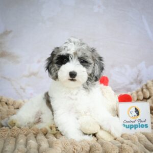 Toy Australian Shepherd Puppy for Sale
