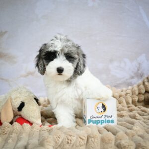Maltese Puppy for Sale