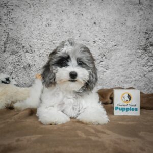 Maltese Puppy for Sale