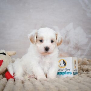 F1b Maltipoo Puppy for Sale
