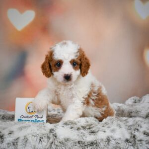 Boston Terrier Puppy for Sale