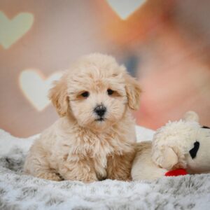 F1b Maltipoo Puppy for Sale