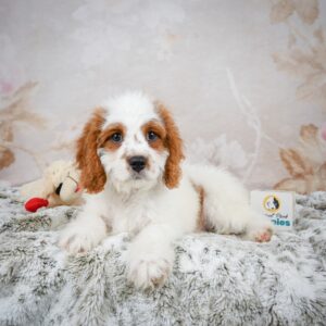 F1b Maltipoo Puppy for Sale