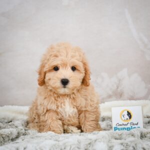 F1b Maltipoo Puppy for Sale