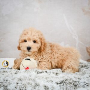 F1b Maltipoo Puppy for Sale