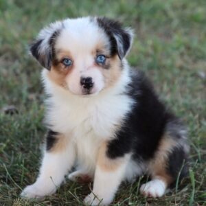 Toy Australian Shepherd Puppy for Sale
