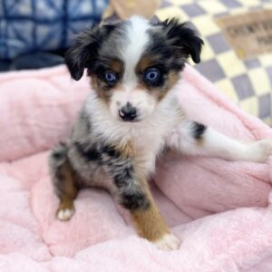 Toy Australian Shepherd Puppy for Sale