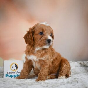 Toy Australian Shepherd Puppy for Sale