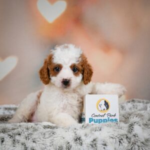 Mini Dachshund Puppy for Sale