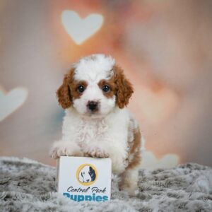 F1b Maltipoo Puppy for Sale