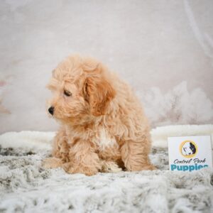 Maltese Puppy for Sale