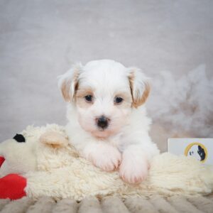 F1b Maltipoo Puppy for Sale