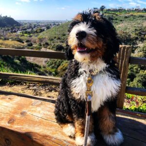 F1b Maltipoo Puppy for Sale