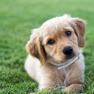 Test Breed Puppy for Sale