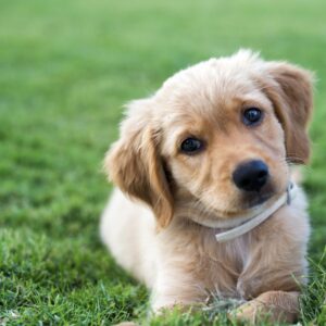 F1b Maltipoo Puppy for Sale