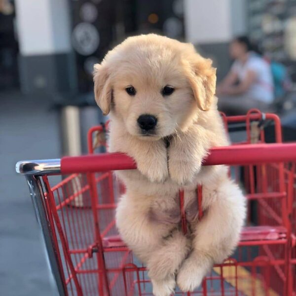 CHESTER OF PINE RIDGE - Dad