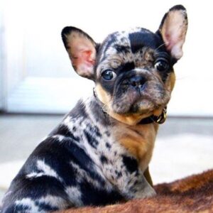 French Bulldog Puppy for Sale