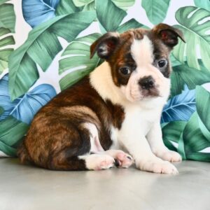 Test Breed Puppy for Sale