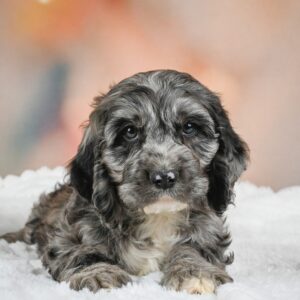 Test Breed Puppy for Sale