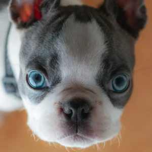 Test Breed Puppy for Sale