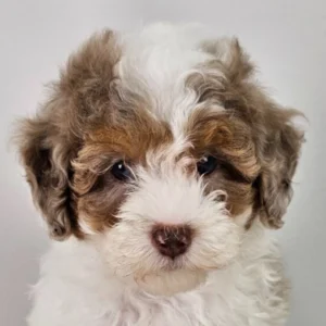 Test Breed Puppy for Sale