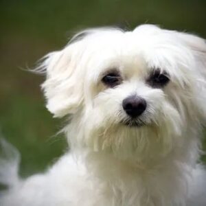 Maltese Puppy for Sale