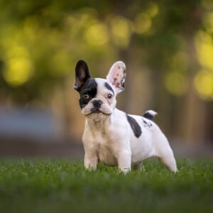 Boston Terrier Puppy for Sale