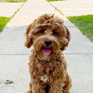 Maltese Puppy for Sale