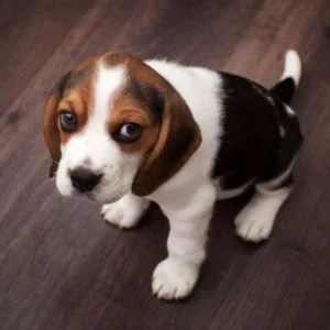 Beagle Puppy for Sale