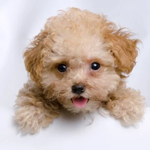 Test Breed Puppy for Sale