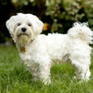 Maltese Puppy for Sale