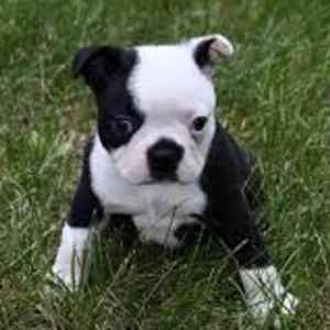 Miniature Poodle Puppy for Sale