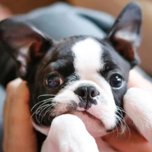 Maltese Puppy for Sale