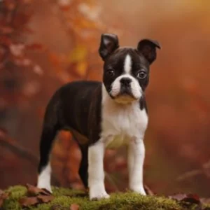 Boston Terrier Puppy for Sale
