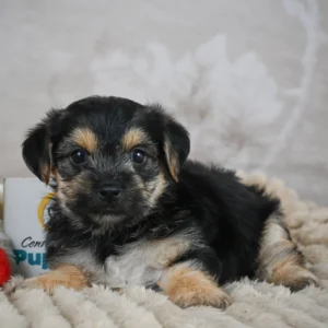 Boston Terrier Puppy for Sale