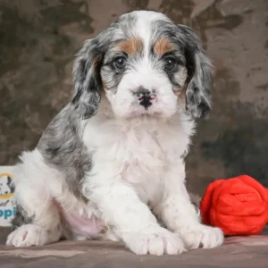 F1b Maltipoo Puppy for Sale