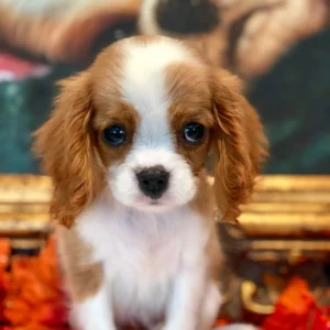 Cavalier King Charles Spaniel Puppy for Sale