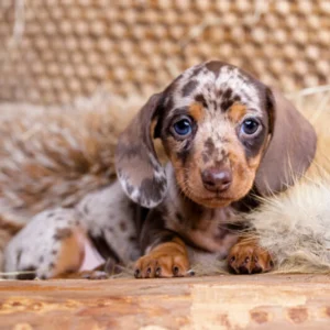 Mini Dachshund Puppy for Sale