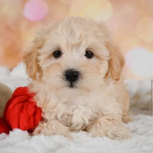 F1b Maltipoo Puppy for Sale