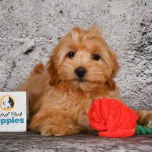 Boston Terrier Puppy for Sale