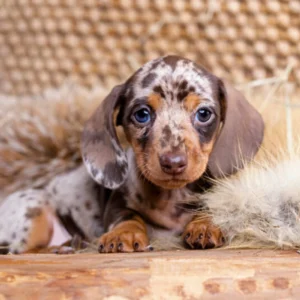 F1b Maltipoo Puppy for Sale