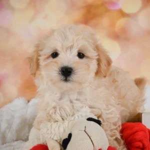 F1b Maltipoo Puppy for Sale