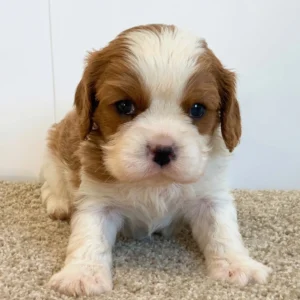 Mini Dachshund Puppy for Sale