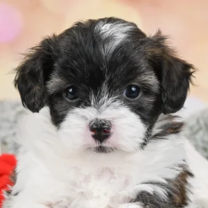F1b Maltipoo Puppy for Sale