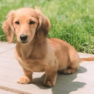 F1 Mini Bernedoodle Puppy for Sale