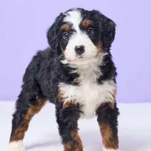 Boston Terrier Puppy for Sale