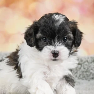 Mini Dachshund Puppy for Sale