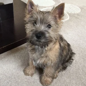 Siberian Husky Puppy for Sale