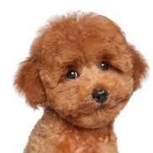 Miniature Schnauzer Puppy for Sale